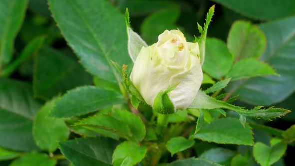 Time Lapse of Growth White Rose Flower