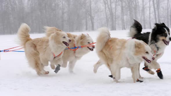 Team of Husky Sled Dogs with Dog-driver