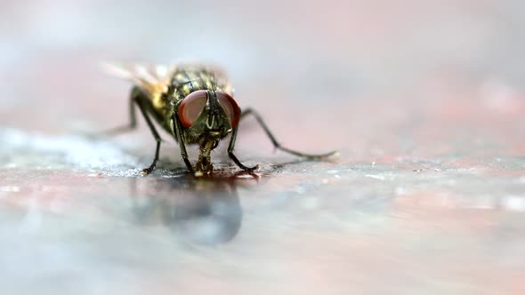 A Housefly (Musca domestica) feeding from leftovers on a kitchen counter. Front view, close shot.