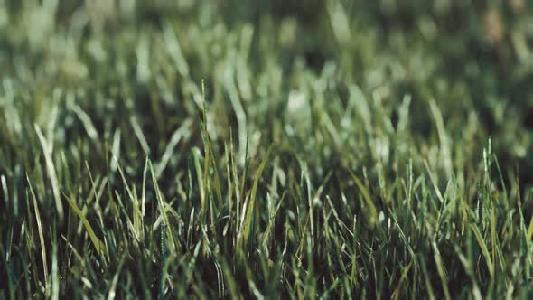 Close Up of Fresh Thick Grass in the Early Morning