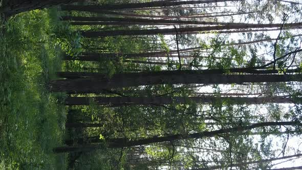 Vertical Video Aerial View Inside a Green Forest with Trees in Summer