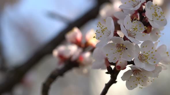 Branches of a Blossoming Apricot Against the Blue Sky