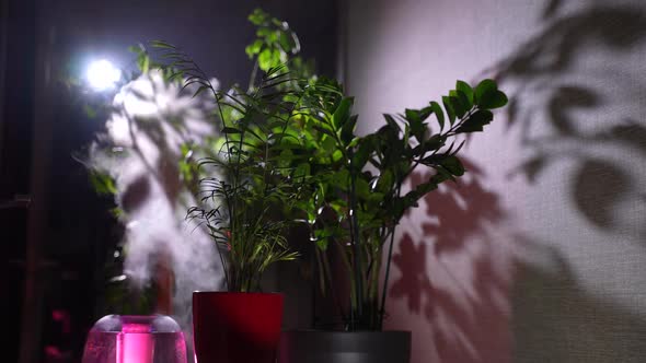 Home Humidifier Sprays Steam for Flowers