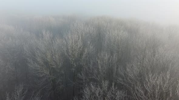 Fog Over the Forest