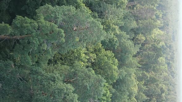 Vertical Video of a Beautiful Forest in Summer