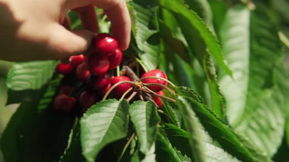 Closeup of Male Hands Pluck Cherry Berries From Tree Branch