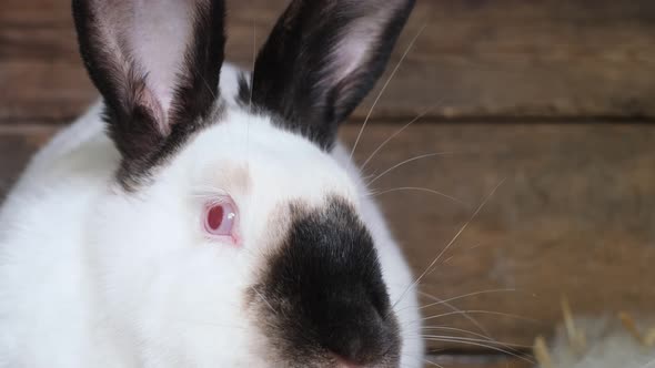 Beautiful Big White Rabbit with Red Eyes Close Up