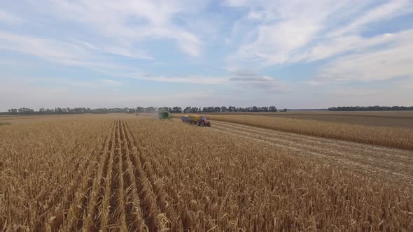 Corn Harvest