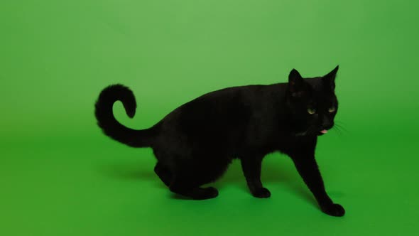 Black cat with carve tail