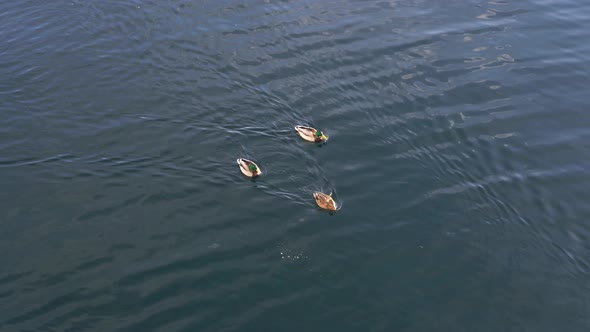 Tracking shot of three ducks Swimming left to right on calm waters