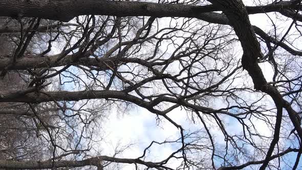 Vertical Video of the Forest with Trees Without Leaves