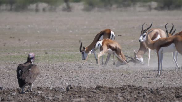 Springbok locking horns in a fight 