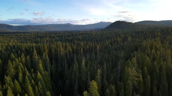 Flying over a forest in Oregon