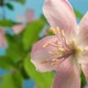 Quince Blossoming Timelapse on Blue - VideoHive Item for Sale