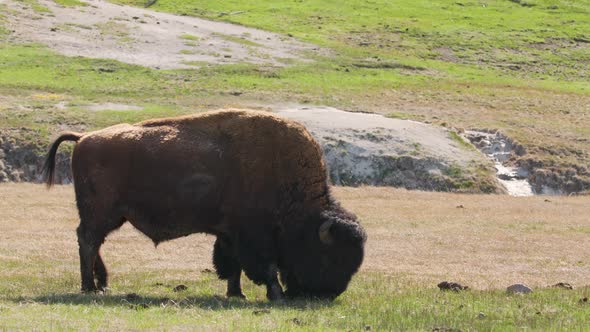 Wild Animal Conservation in Yellowstone Nation Park Wyoming USA  Footage