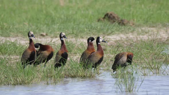 White-faced whistling duck around a lake 