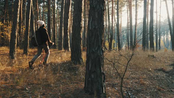 Female Hiker Is Trekking Through the Forest on Sunny Autumn Day