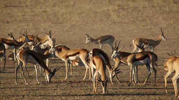 Springbok Antelopes - Kalahari desert