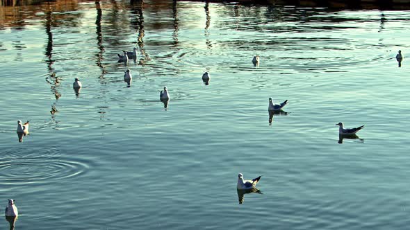 Group Of Seagulls Flying Over And Landing On Sea Water 2