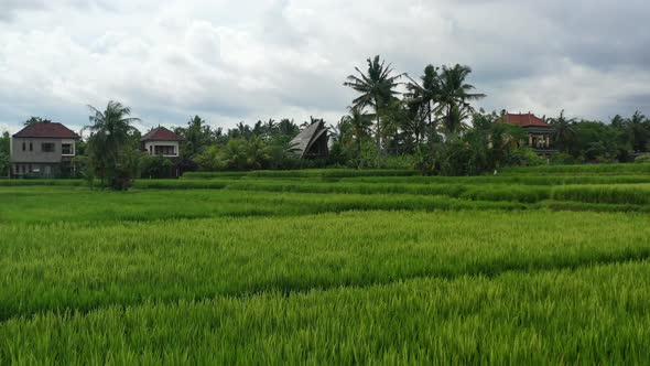 lush green rice field in Ubud Bali on cloudy day with bamboo villa, aerial