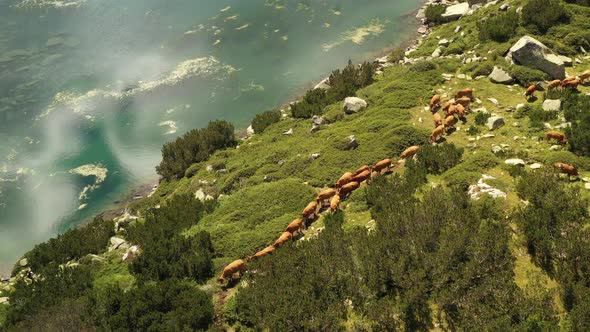 Herd Of Cows On Banderishki Lakes Fish Lake 7