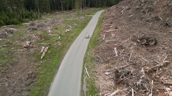 Following high behind a white SUV traveling through a clear cut forest area, aerial tracking