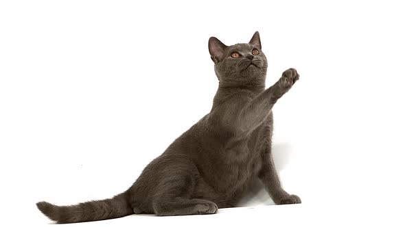700420 Chartreux Domestic Cat, Male Playing against White Background, Slow Motion
