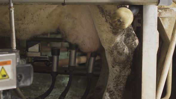 Technological milking machine. Hygienic milking.