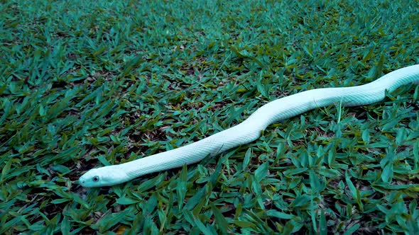 Close up on leucistic snake in the garden.