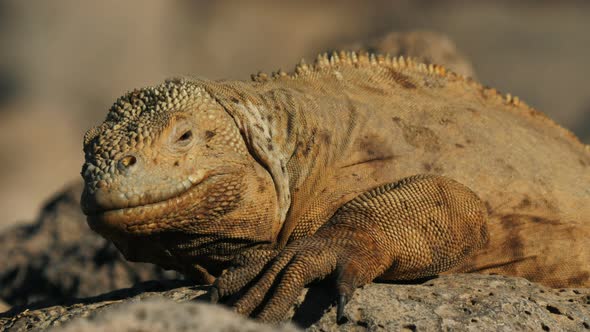 close up of a land iguana on isla santa fe in the galapagos