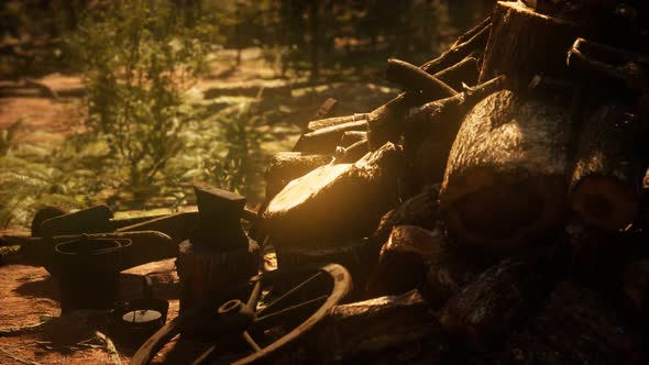 Preparation of Firewood for the Winter in Forest at Sunset