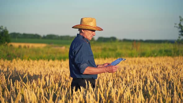 Agronomist in golden wheat field. Portrait of farmer checking wheat field progress