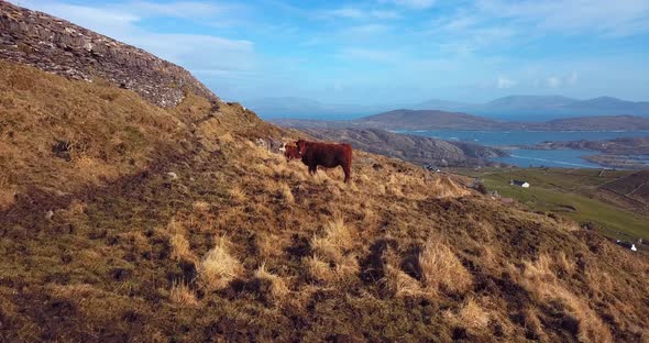 Ring Of Kerry Lookout, Ireland