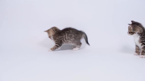 Two Little Striped Playful Kittens Playing Together on White Studio Background