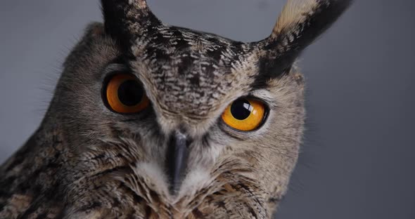 Extreme close up of eagle owl