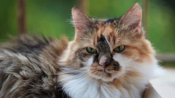 A domestic cat is resting on the terrasse in the sun blown by a light breeze.