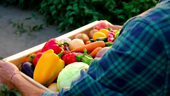 Man Farmer with a Harvest of Vegetables