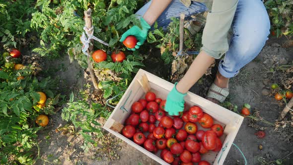 Top View Woman Picks a Crop of Tomatoes