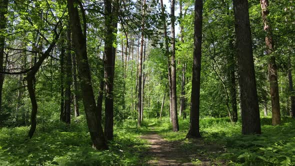 Trees in the Forest By Summer Day