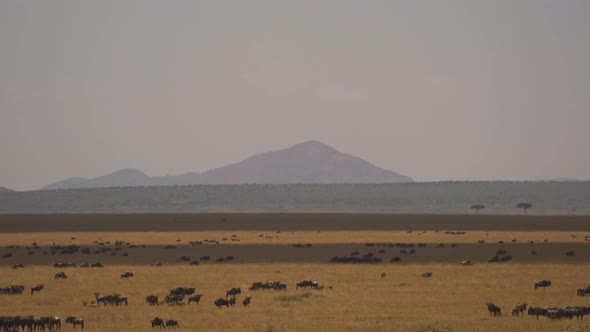 Gnus on the Masai Mara plains