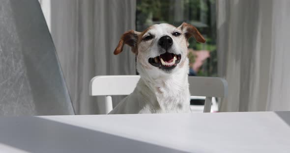 Happy Jack Russell Terrier Dog Sitting at Table