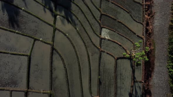 Top down view on rice terrace near to the road