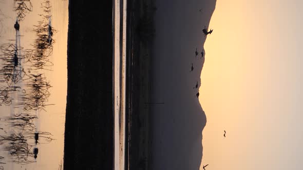 Sunset Flyout of Ducks, Snow Geese and Sandhill Cranes. Sandhill Roosting Sunset - Sandhill cranes a