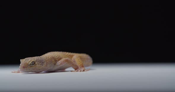 Beautiful Gecko with Spotted Skin Leopard Gecko in the Studio Wildlife