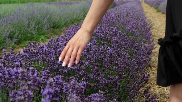 Close up of female hand touching lavender purple blooming flowers in field. Slow motion.