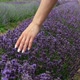 Close up of female hand touching lavender purple blooming flowers in field. Slow motion. - VideoHive Item for Sale