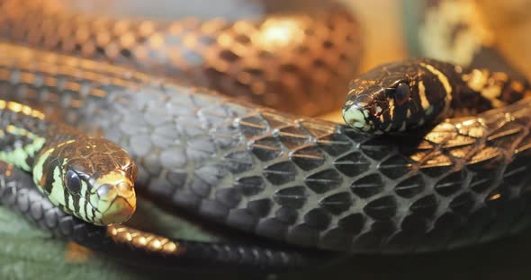 Spilotes Pullatus Commonly Known As Caninanachicken Snakeyellow Rat Snake