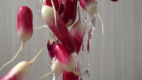 The Falling Garden Radish Fruits 3