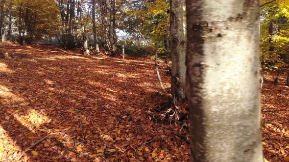 Dry Autumn leaves on Pristine Natural Forest Floor