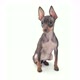 Happy Toy Terrier - VideoHive Item for Sale